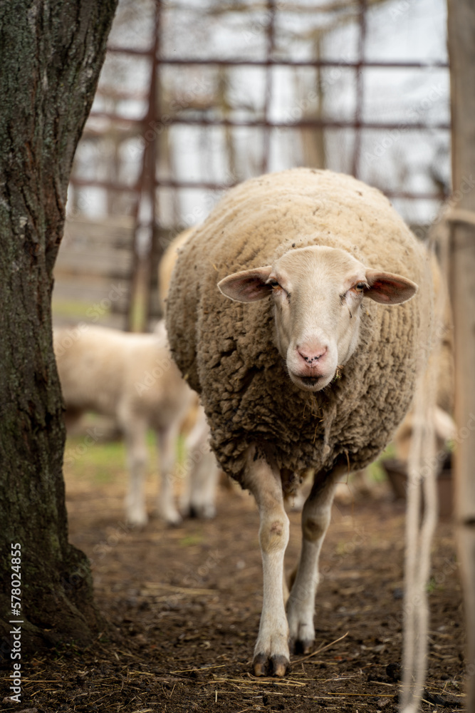 Naklejka premium Sweet sheep family with baby lamb siblings