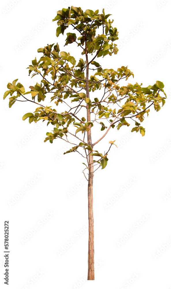PNG tree with removed original background for easy to drag and drop in new project PNG tree with removed original background for easy to drag and drop in new project