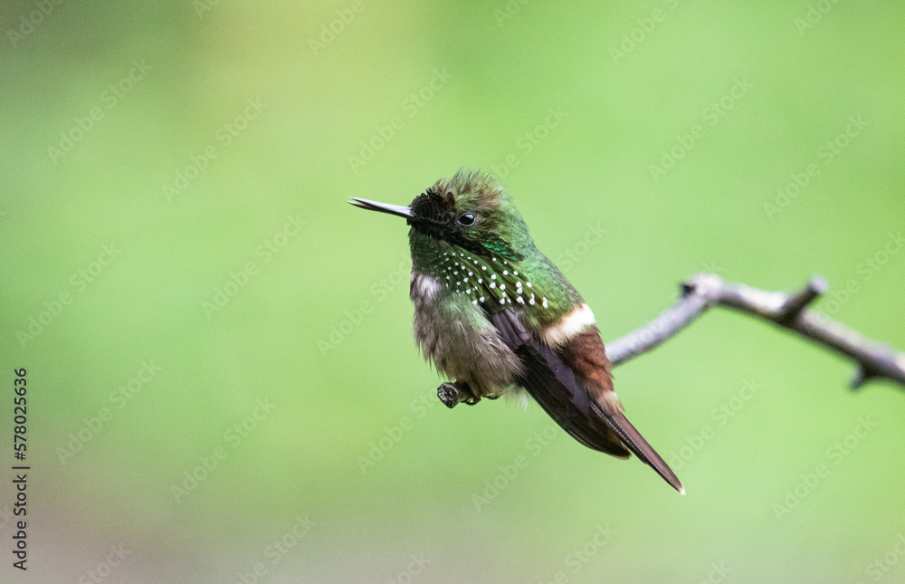 Fototapeta premium hummingbird