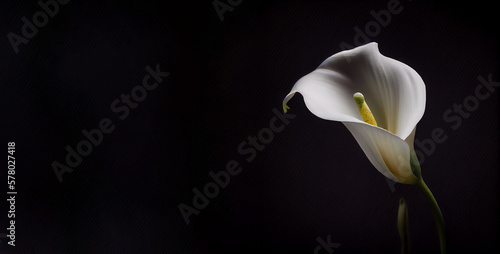 Dark white Calla Lilly flower in black background generative ai