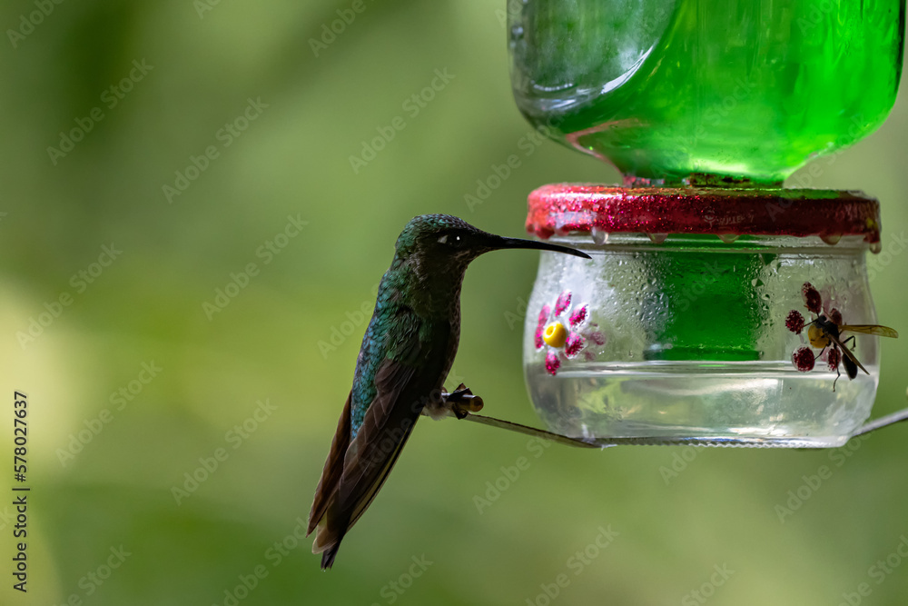 Obraz premium Animal themes: hummingbird also known as Sparkling violetear or Colibri Oreja Violeta drinking sugar water from feeder
