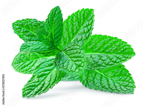 Melissa, Mint, Peppermint isolated on a white background close-up.