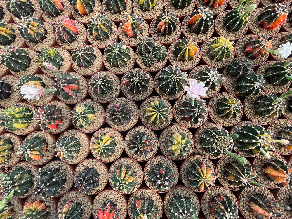 Obraz premium close up of cactus