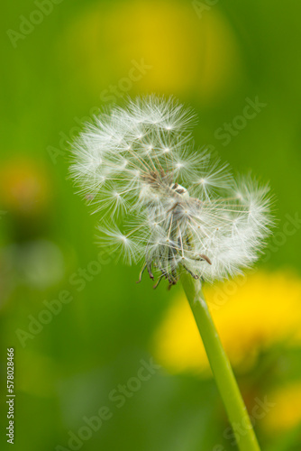 A blowball of dandelion  taraxacum  with blurry background