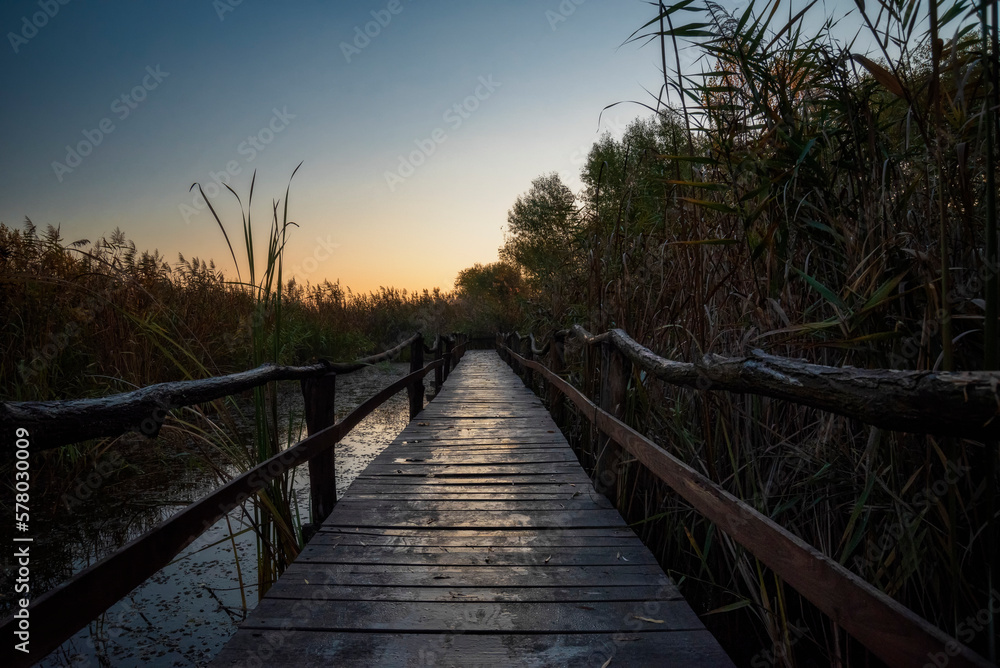 Wooden path over the swamp at Fall sunrise Jegricka Nature Park Wooden path over the swamp at Fall sunrise Jegricka Nature Park
