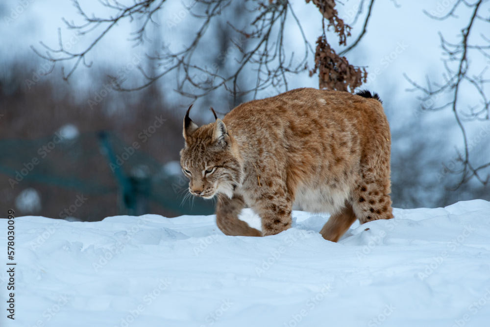 Obraz premium Luchs beim Jagen im Schnee
