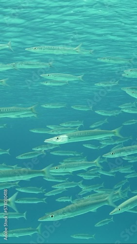 Vertical video, School of Barracuda swims in blue water on sunny day, Slow motion. lot of Yellow-tail Barracuda (Sphyraena flavicauda) swimming in blue Ocean on sunbeams, on water surface background. photo