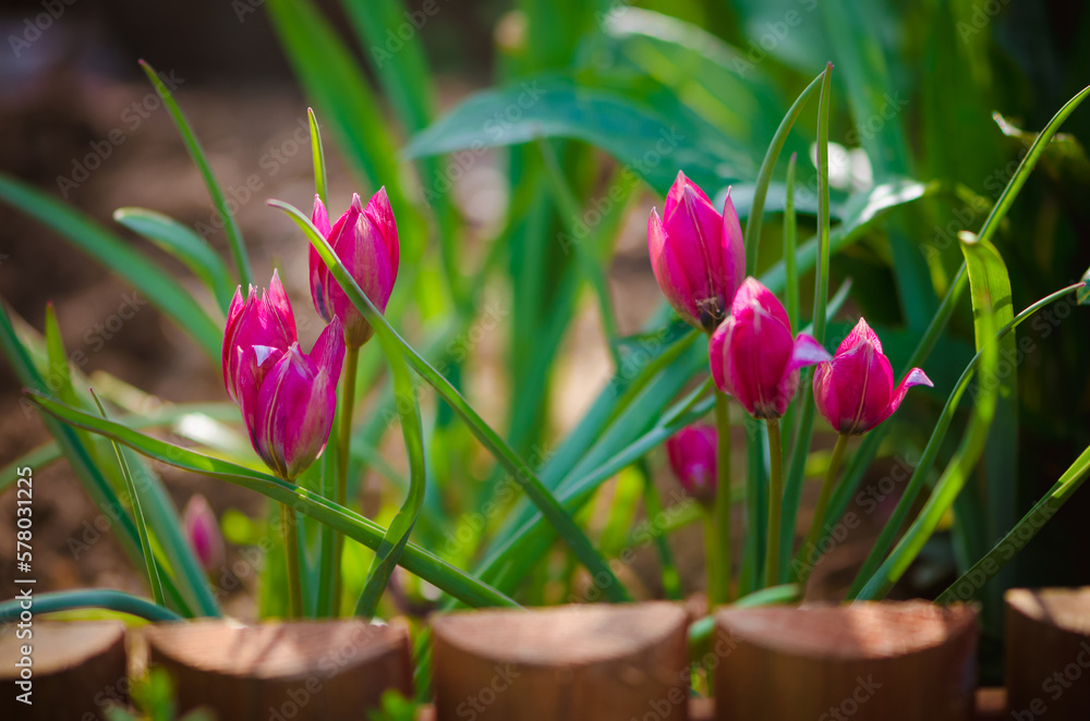 pink botanical tiny tulips in the garden pink botanical tiny tulips in the garden