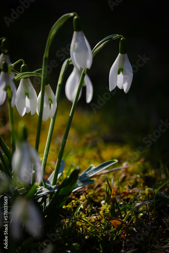 snowdrop, spring bloomers © Anja Völker