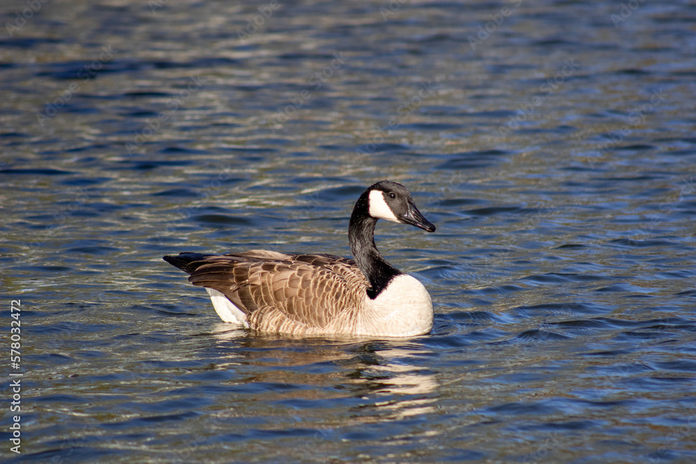 Obraz premium Canada goose Branta canadensis
