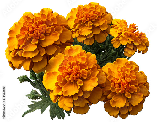 マリーゴールドの鮮やかな花のイラスト（透明な背景）, with Generative AI
