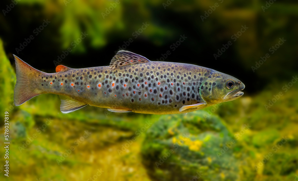 Juvenile brown trout, Salmo trutta, in a zero-flow site on the stream bed