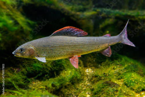 Grayling, Thymallus thymallus - freshwater fish photo