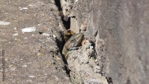 Lagarto Canario moteado al sol en Tenerife.