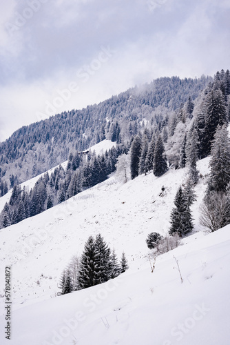 Majestic snow covered winter forest in the mountains. Dramatic winter scene. Europe. Alps ski area. Pine trees and firs. Background. Calm nature landscape. © Jens