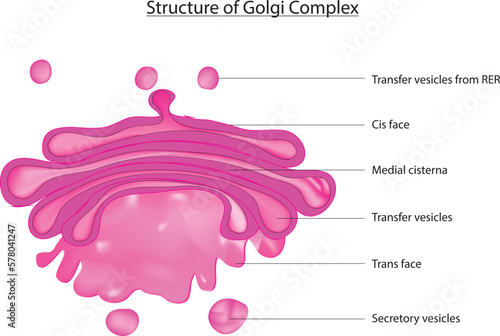 The Golgi apparatus, also called Golgi complex or Golgi body, is a membrane-bound organelle found in eukaryotic cells (cells with clearly defined nuclei) that is made up of a series of flattened stack photo