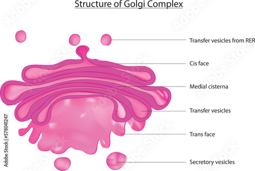 The Golgi apparatus, also called Golgi complex or Golgi body, is a membrane-bound organelle found in eukaryotic cells (cells with clearly defined nuclei) that is made up of a series of flattened stack
