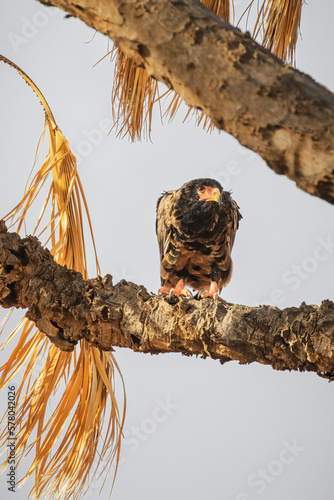 Bateleur eagle  Terathopius ecaudatus  - Samburu National Reserve  North Kenya