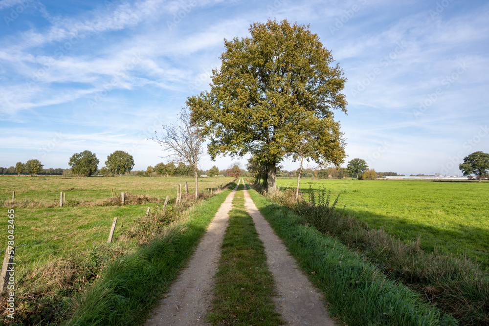 Landscape with an agricultural road in the middle through the meadow with a big tree and blue sky with white clouds.