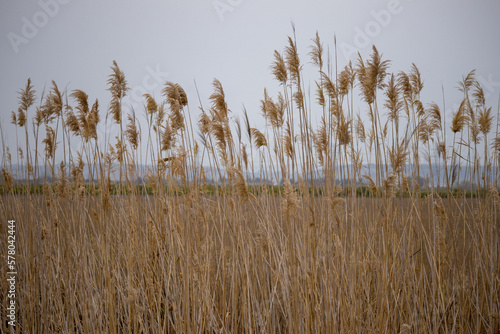 A field of tall grass with the mountains in the background