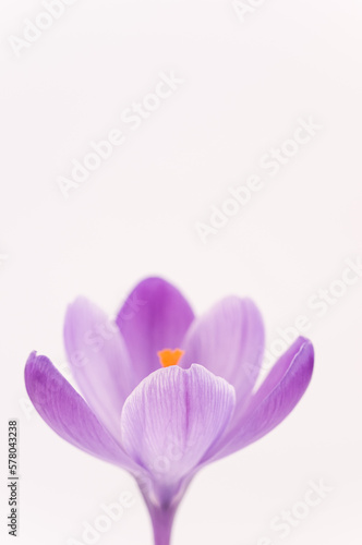 corolla di crocus sativus in fiore isolato su sfondo bianco