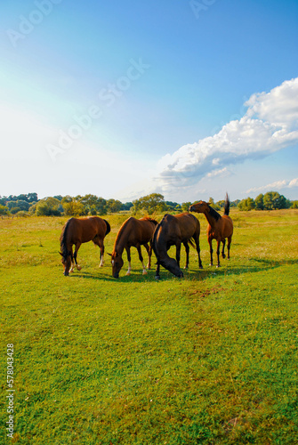 horses in the field