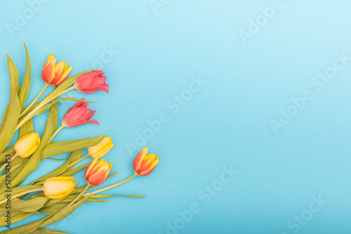 Tulips on light blue background. Spring decoration, background with flowers.