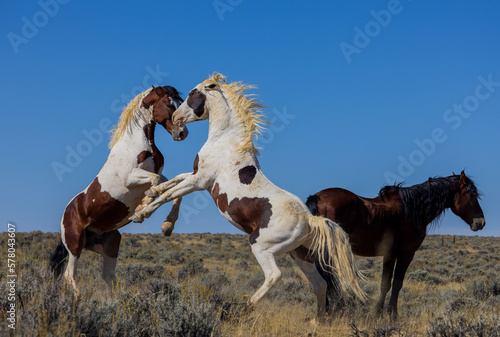 Fototapeta Naklejka Na Ścianę i Meble -  Wild Horse Stallions Fighting in Autumn in the Wyoming Desert