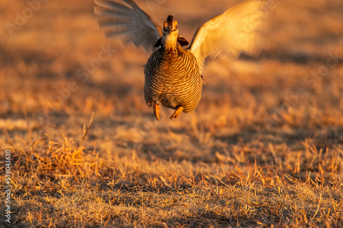 Greater prairie chicken or pinnated grouse (Tympanuchus cupido) dancing on lek; near Wray, Colorado  photo
