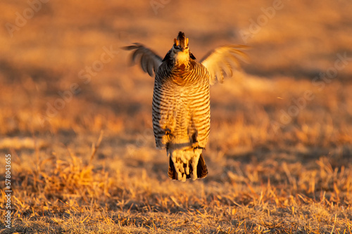 Greater prairie chicken or pinnated grouse (Tympanuchus cupido) dancing on lek; near Wray, Colorado  photo