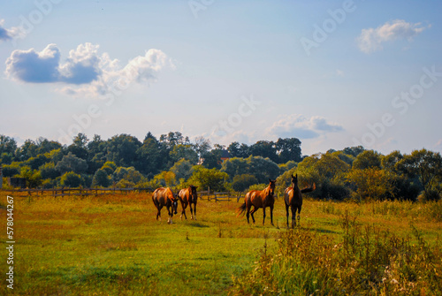 herd of horses