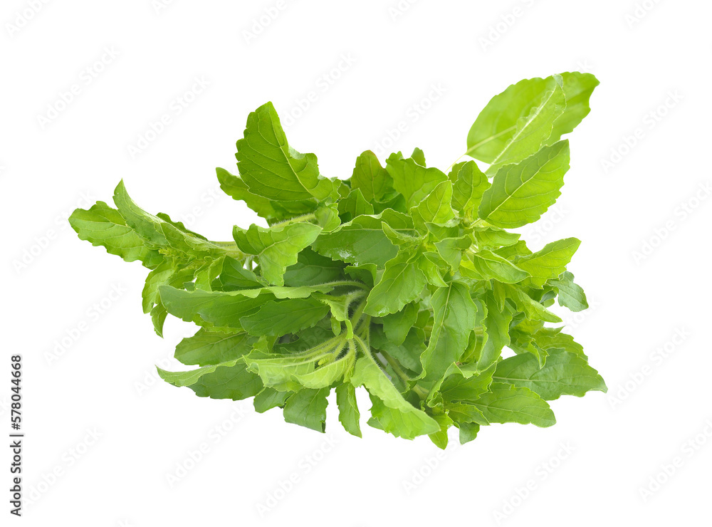 Fresh basil leaves on transparent png Fresh basil leaves on transparent png