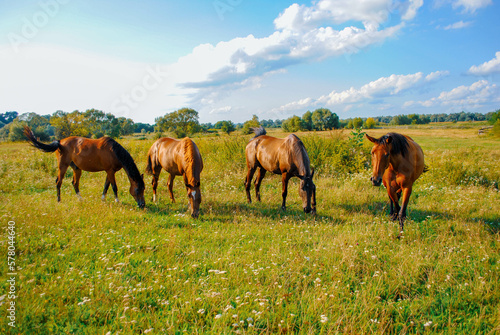 horses in the field © Лена Денди