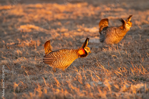 Greater prairie chicken or pinnated grouse (Tympanuchus cupido) dancing on lek; near Wray, Colorado  photo