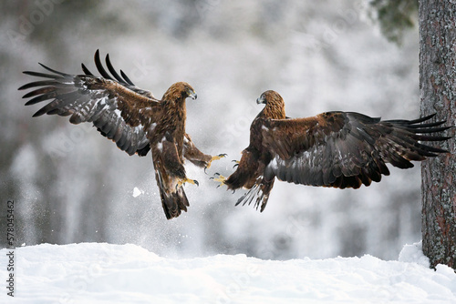 Golden eagle (Aquila chrysaetos)