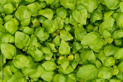 Fragrant basil micro green leaves, top view, background