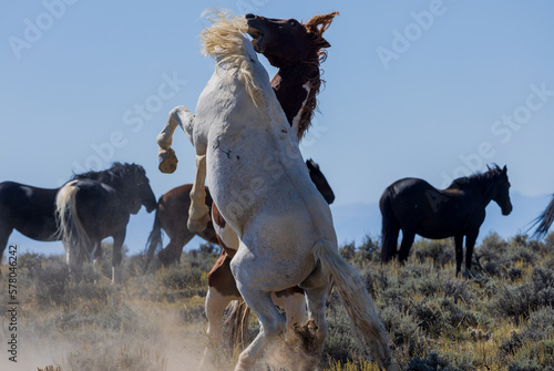 Wild Horse Stallions Fighting in Autumn in the Wyoming Desert