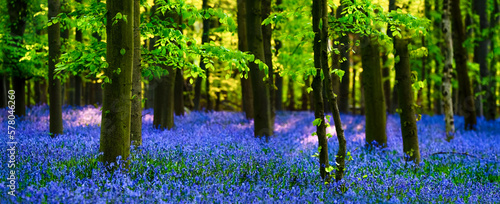 Fotografie Meadow of Bluebells in a Forest ( Hyacinthoides non-scripta )