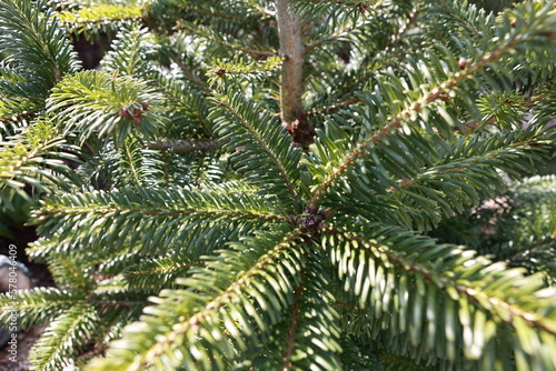 Cuadro en lienzo Detail of Norman fir, a beautiful specimen of evergreen.