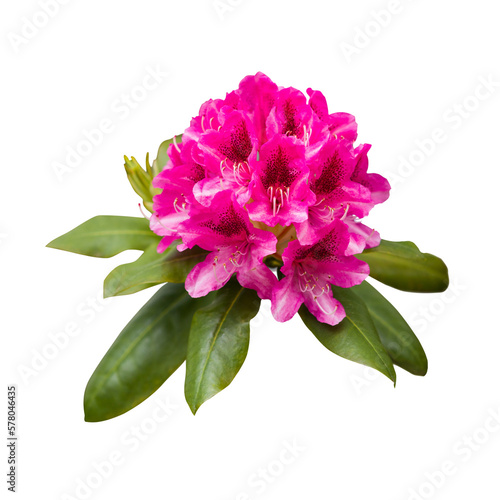 Pink magenta rhododendron flowers, png isolated on transparent background photo