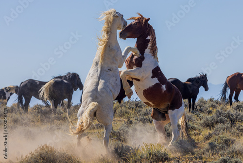 Fototapeta Naklejka Na Ścianę i Meble -  Wild Horse Stallions Fighting in Autumn in the Wyoming Desert