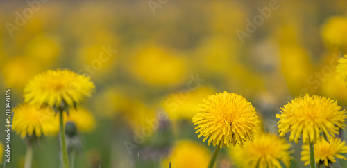 golden dandelions background