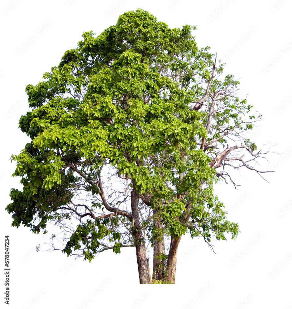 Obraz premium PNG tree with removed original background for easy to drag and drop in new project