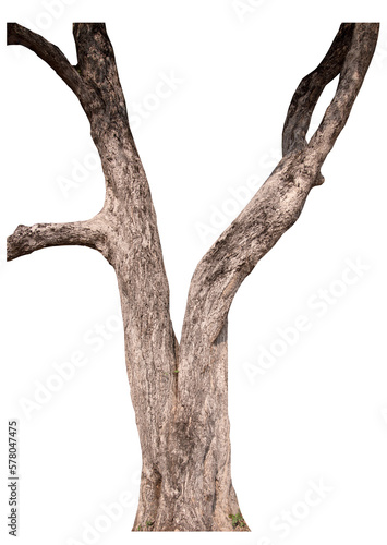PNG tree bark on transparent background