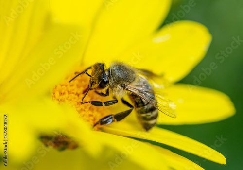 Macro detail of bee pollinating a yellow flower.