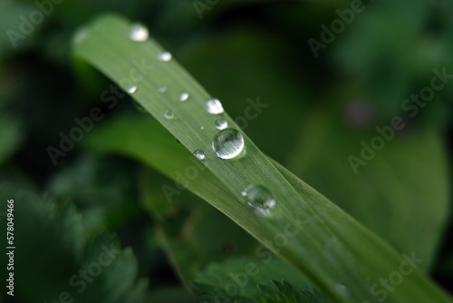 Beautiful large drop morning dew in nature, selective focus. Drops of clean transparent water on leaves. Sun glare in drop. Image in green tones. Spring summer natural background. 