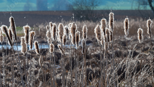 Natur um das Naturschutzgebiet Stadlersee in der Schweiz photo