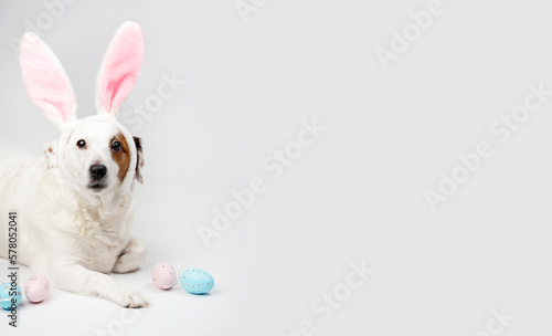 Portrait of a dog with rabbit ears and eggs. Easter