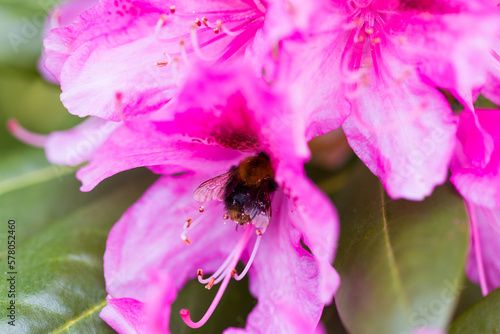 Pink rhododendron flowers on a blooming bush, close up shot background