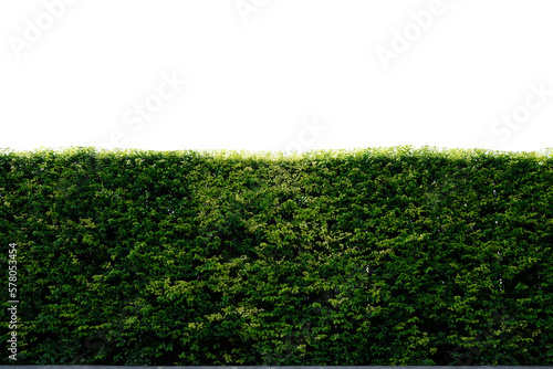 fence or wall transparent white backdrop